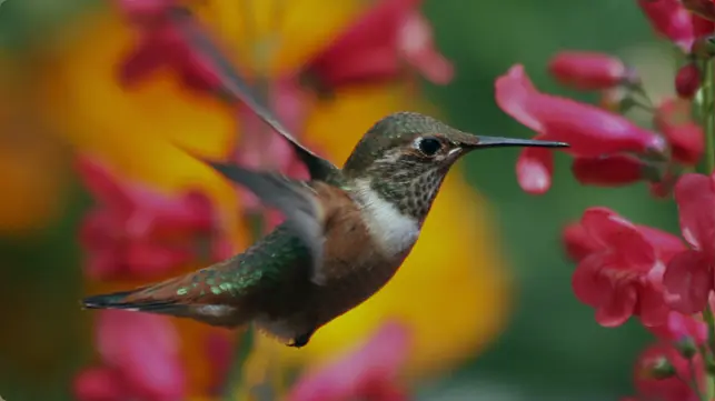 AYNI — Synchronizität mit der Fülle